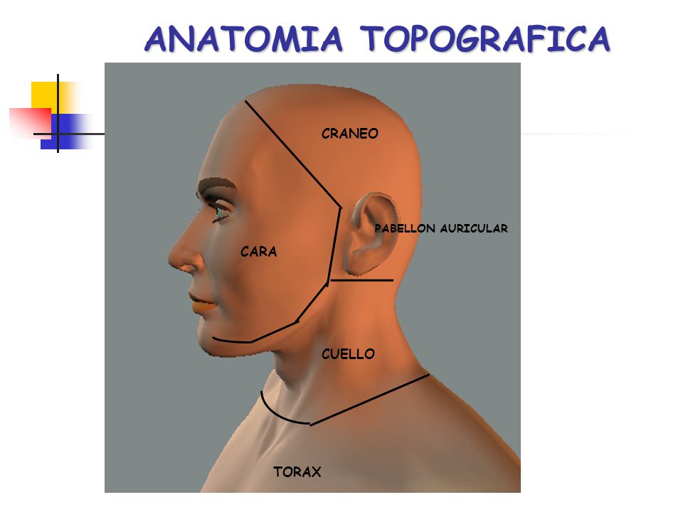 anatomia topografica de cabeza y cuello